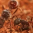 Œufs trophiques non fécondés guident la caste des fourmis moissonneuses