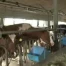 C'est l'été à la télé du 08.08.11 - La campagne - La Gruyère