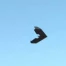 Prix Strategis 2011 - Sensefly