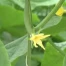 Les Nouvelles de l'été du 26.07.11