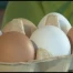 La Minute Nutrition - Oeuf blanc...Oeuf brun...Quelle différence?