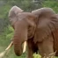 Fenêtre sur notre monde: Des animaux et des hommes
