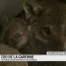 Zoo de la Garenne: le public découvre 2 louveteaux