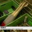 Vaud: Des armes et même des obus collectés!