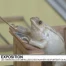 Les grenouilles d'Estavayer-le-lac s'exportent