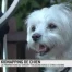 Kidnapping de chien à Gland: sa propriétaire est bouleversée