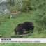 Ours et lynx sont colocataires à Juraparc