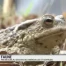 Les grenouilles et les crapauds en danger en Suisse