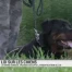 La loi sur les chiens durcie dans le canton de Vaud