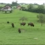 Reportage sur les élevages de bisons