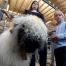Chèvres, moutons et poneys, stars d'un week-end