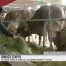 Swissexpo: la vache reine de Lausanne pour 4 jours