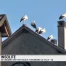 Une quarantaine de cigognes fait escale à Goumoëns-la-Ville