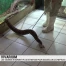 Le refuge du Vivarium ne sera pas sauvé