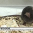 Une alternative à l'expérimentation animale trouvée