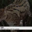 Trois bébés servals sont nés au zoo de Servion