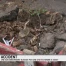 La chute d'un arbre blesse plusieurs jeunes femmes à Vevey