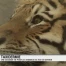 Une seconde vie pour les animaux du Zoo de Servion