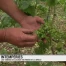 Grêle sur les vignes du Lavaux