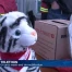 La télé se mobilise pour le téléthon 2014