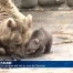 Un ourson de Syrie est né au zoo de Servion