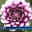 Plus de 2000 dahlias envahissent les quais de Morges