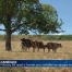 Les vaches ont soif