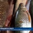 A la découverte des délices poissonneux et méconnus du Léman