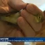 Une bague à la patte des oiseaux migrateurs