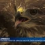Une nouvelle station de soins pour les petits animaux (FR)