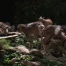 Il était une fois au zoo de Servion