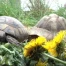 Des tortues à adopter