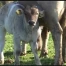 Élevage de vaches mères