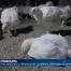 Une association dénonce les conditions d'élevage de poulets