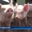 Le canton de Vaud veut produire un porc qui mange local