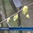 Les bourgeons à l'honneur au Jardin botanique de Lausanne