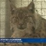 Le lynx du zoo de la Garenne est décédé