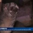 Un singe de nuit est né au Nocturama de Kerzers