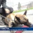 Les chiens de police parés à toute épreuve !