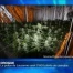 La police de Lausanne saisit 5'600 plants de cannabis