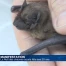 La Nuit des chauves-souris fête ses 20 ans