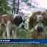 Un élevage familial partage sa passion du Saint-Bernard