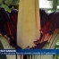 La titanesque fleur-cadavre s'installe au Papiliorama