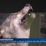 Le loup s'installe au musée d'histoire naturelle à Fribourg