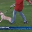 Fini les cours obligatoires pour les propriétaires de chiens