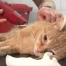 Une campagne de stérilisation des chats de ferme