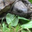 Les tortues de Chavornay