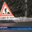 Plus de 50 arbres malades ou dangereux abattus à Fribourg