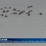 80'000 oiseaux dénombrés sur les lacs de Neuchâtel et Morat