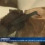 Le zoo de la Garenne accueille une colonie de chauves-souris